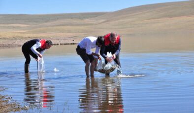 Kars’ta Bayburt Baraj Gölü’ne 500 Bin Yavru Sazan Bırakıldı