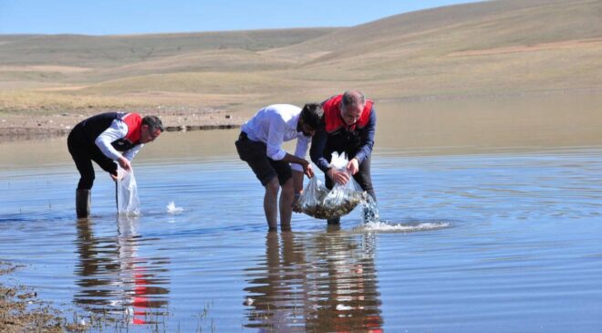 Kars’ta Bayburt Baraj Gölü’ne 500 Bin Yavru Sazan Bırakıldı
